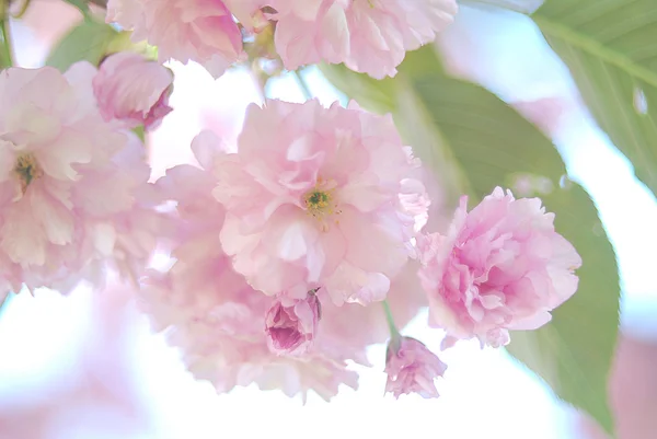 Nisan 'da kiraz çiçeği