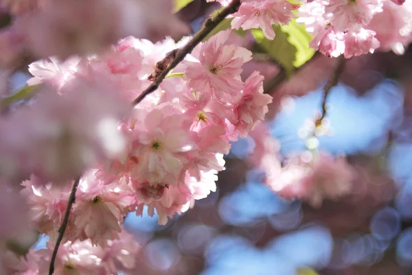 Nisan 'da kiraz çiçeği