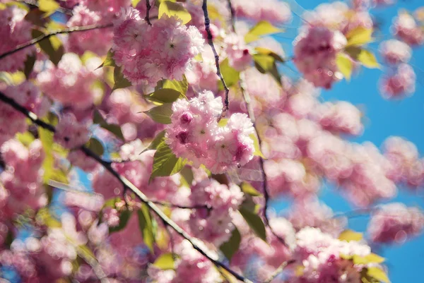 Flor de cerezo en abril —  Fotos de Stock
