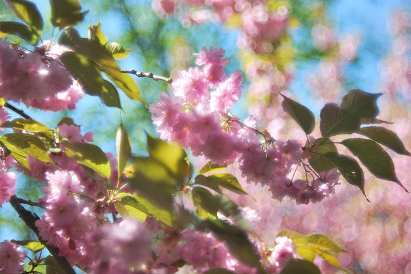 Flor de cerezo en abril —  Fotos de Stock