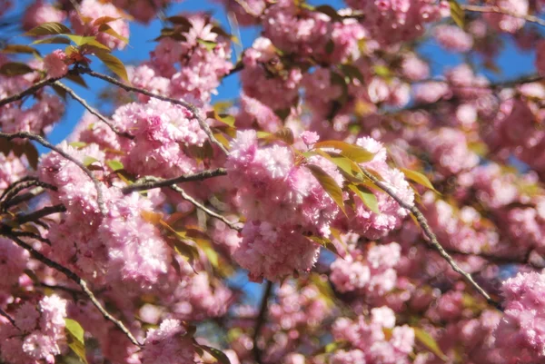 Nisan 'da kiraz çiçeği