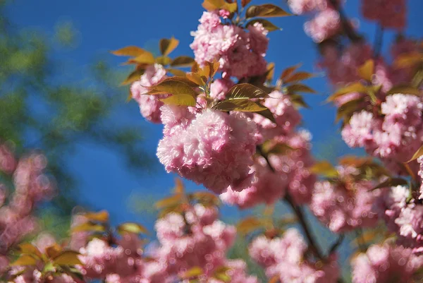 Flor de cerezo en abril —  Fotos de Stock