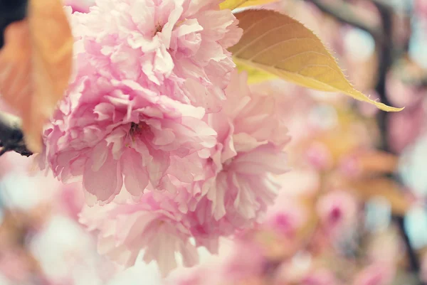 桜の花写真素材 ロイヤリティフリー桜の花画像 Depositphotos