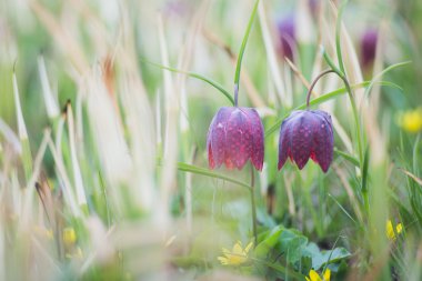 Fritillaria destek (Lale), satranç çiçek