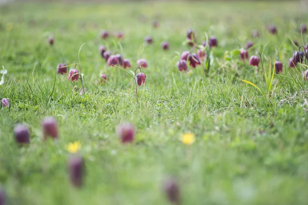 Fritillaria destek (Lale), satranç çiçek