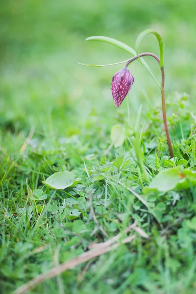 Fritillaria destek (Lale), satranç çiçek