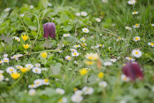 Fritillaria destek (Lale), satranç çiçek