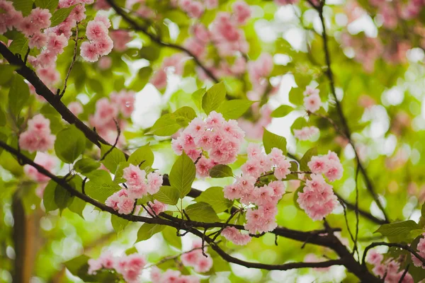 Nisan 'da kiraz çiçeği