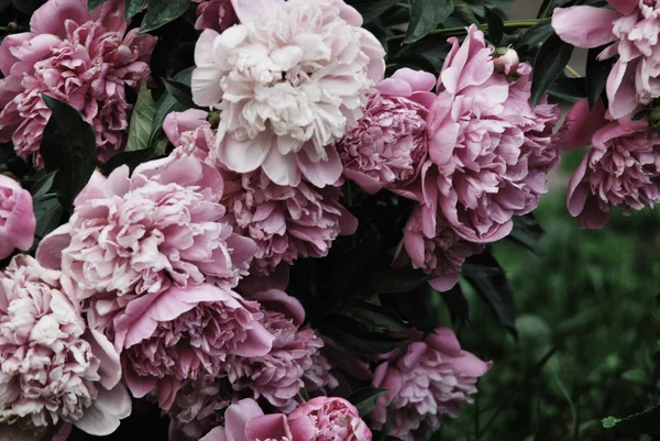 Peony — Stock Photo, Image