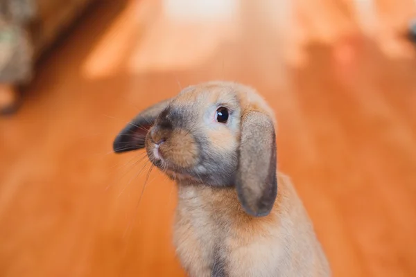 Kaninchen — Stockfoto