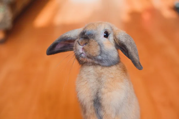 Kaninchen — Stockfoto