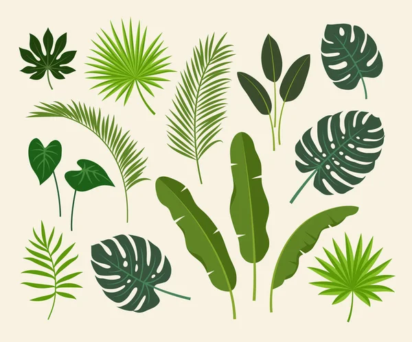 Tropische Exotische Planten Bladeren Gezet Palmboom Banaan Monstera Waaierpalmblad Bloemen — Stockvector