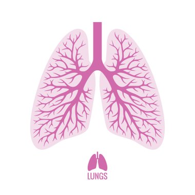 Human Lungs with Bronchial Tree clipart
