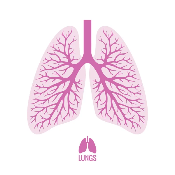 Pulmones humanos con árbol bronquial — Vector de stock