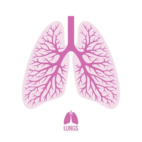 Pulmões humanos com árvore brônquica — Vetor de Stock