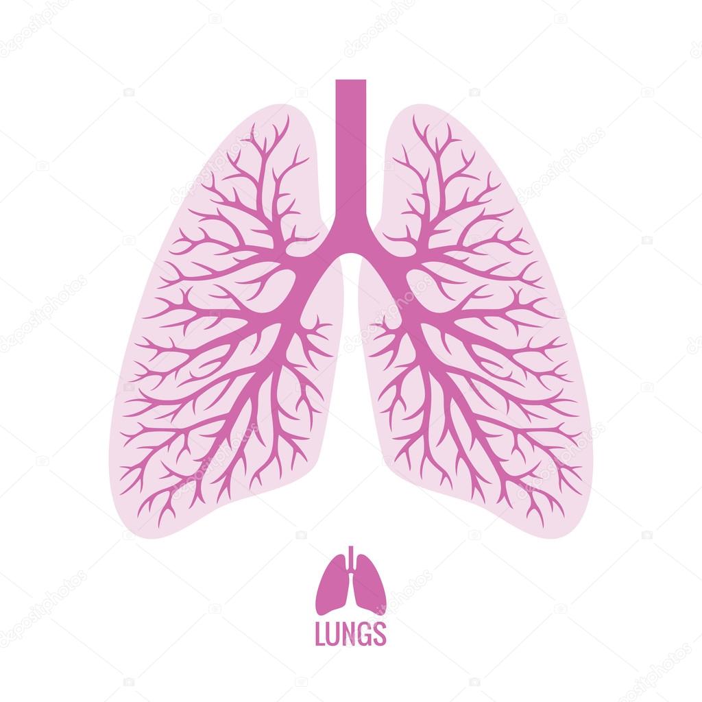 Human Lungs with Bronchial Tree
