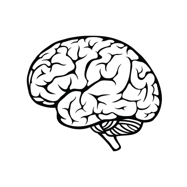 Cerveau humain — Image vectorielle