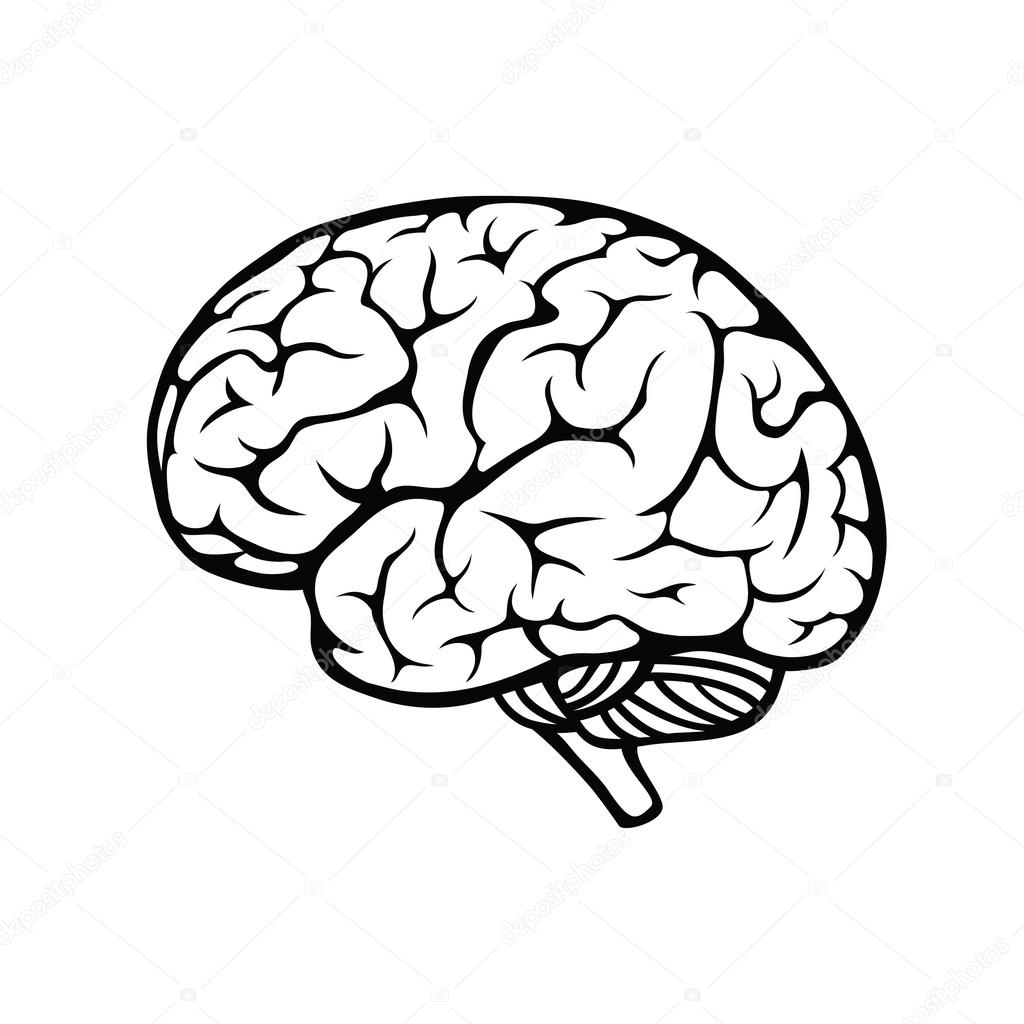 Мозг Графика