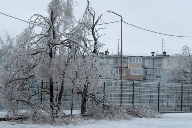 Rusya, Vladivostok 'ta dondurucu yağmurun ardından buzla kaplı ağaçlar. Buz fırtınası kasırgasından sonra her şeyi kapladı. Doğanın korkunç güzelliği. Kış manzarası, sahne, kartpostal. 
