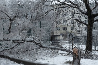 Rusya, Vladivostok 'ta dondurucu yağmurun ardından buzla kaplı ağaçlar. Buz fırtınası kasırgasından sonra her şeyi kapladı. Doğanın korkunç güzelliği. Kış manzarası, sahne