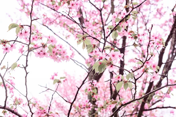 Fondo Borroso Primavera Con Árbol Floreciente Rosa Cerca Flores Primavera —  Fotos de Stock