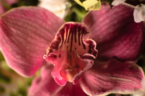 Červená orchidej se zavírá. Selektivní soustředění. Léto, jaro, dovolená. Pozdrav — Stock fotografie