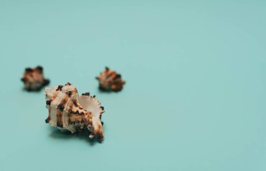 Mavi arka planda deniz kabuğu. Yaz zamanı, minimalizm kavramı. Kopyalama alanı olan tebrik kartı. 