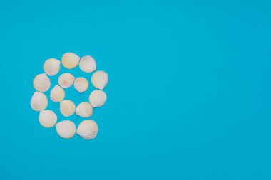 Deniz kabukları parlak mavi arkaplanda spiral şeklinde. Yaz zamanı konsepti. Kopya alanı ile düz uzanma biçimi.