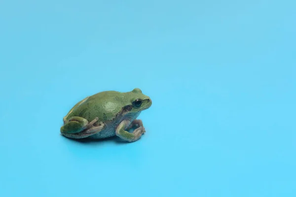 Petite grenouille verte sur fond bleu. Carte avec espace de copie — Photo