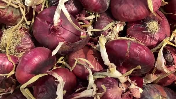 Cebollas rojas en abundancia de cerca en el mercado local. Concepto de tiempo de cosecha. — Vídeos de Stock