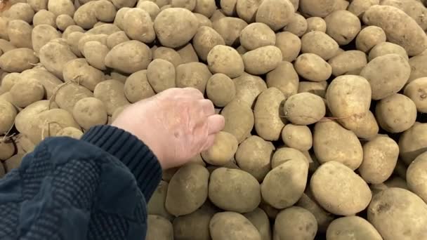 Process för att välja potatis på marknaden. Shopping eller skördetid koncept. — Stockvideo