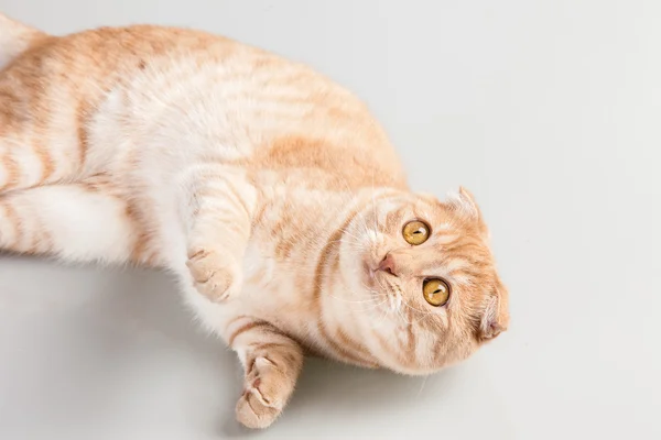 Retrato de gato — Fotografia de Stock