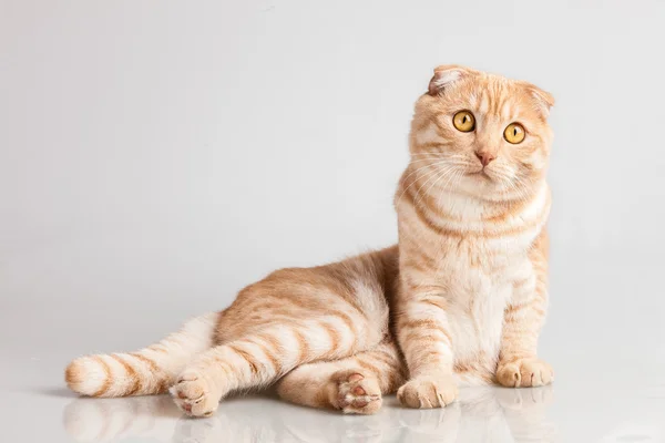 Retrato de gato — Foto de Stock