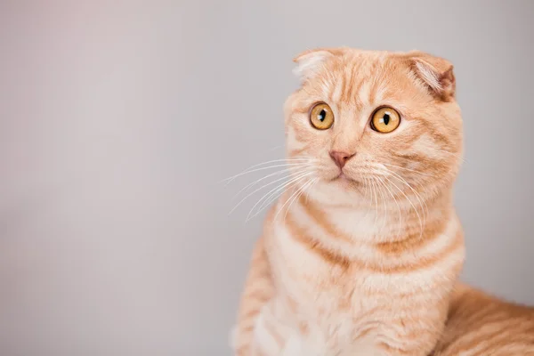 Retrato de gato — Foto de Stock