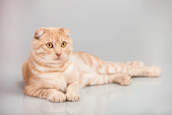 Retrato de gato — Foto de Stock