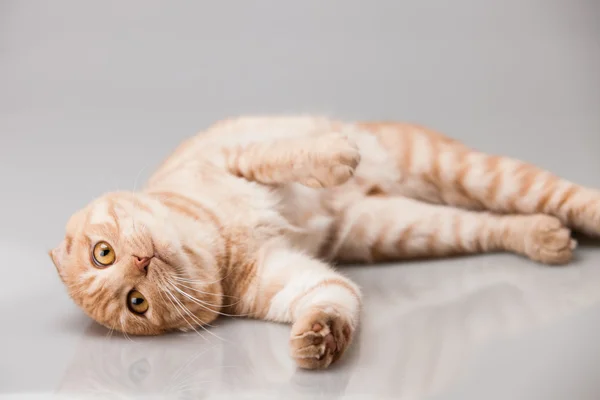 Ritratto gatto — Foto Stock