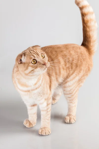 Kedi portre — Stok fotoğraf