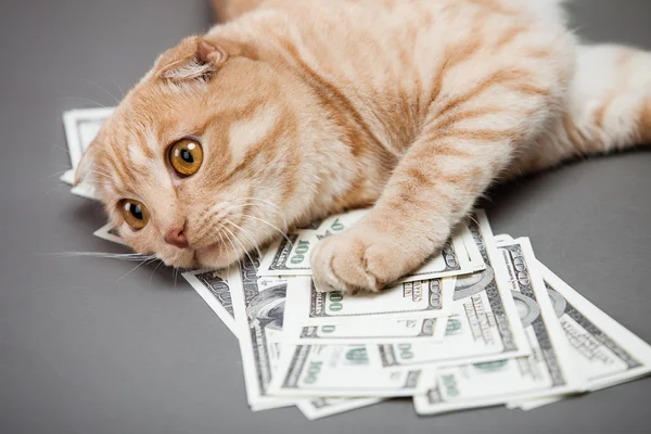 Dollar and a cat — Stock Photo, Image