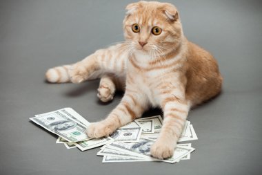 kedi portre