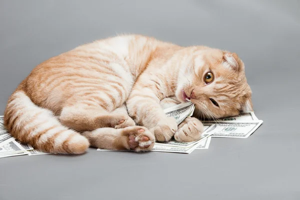 Доллар и кошка — стоковое фото