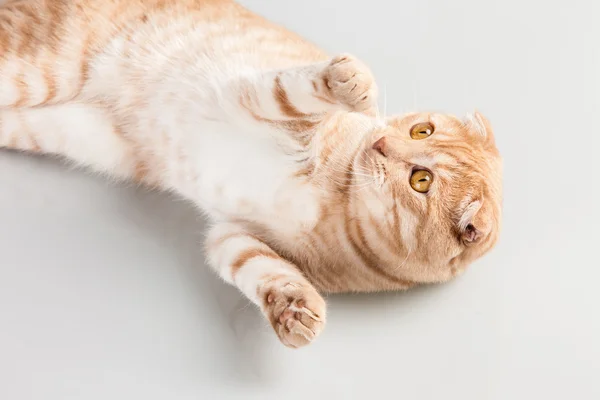 Retrato de gato — Foto de Stock