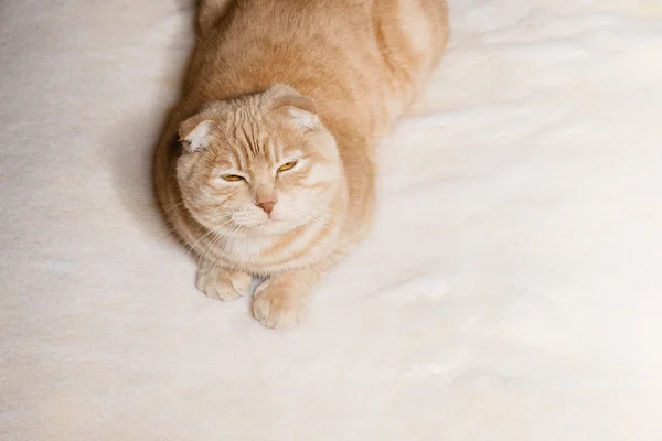 Retrato de gato — Foto de Stock