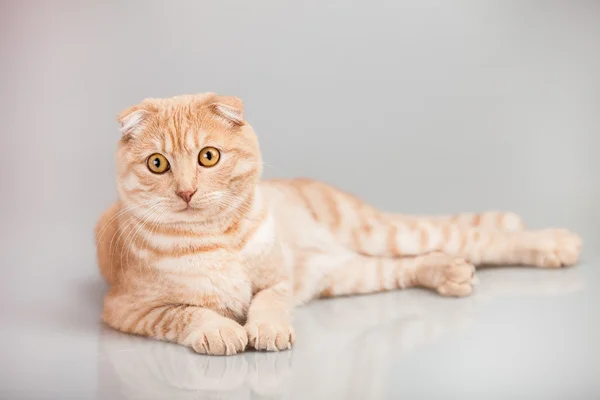 Retrato de gato — Foto de Stock