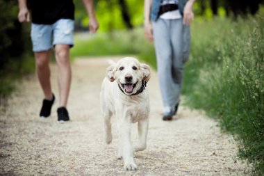 güzel köpek parkta bir yürüyüş için çalışır