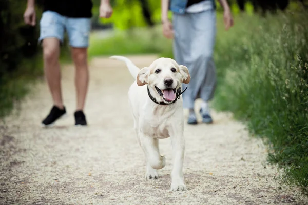 güzel köpek parkta bir yürüyüş için çalışır