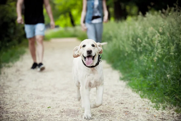 Beautiful dog for a walk in the park runs — Stock Photo, Image