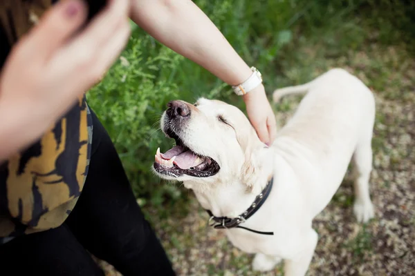 güzel köpek parkta bir yürüyüş için çalışır