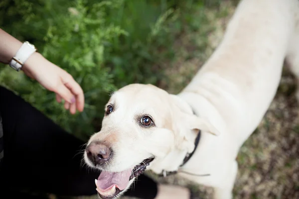 Mooie hond voor een wandeling in het park loopt — Stockfoto