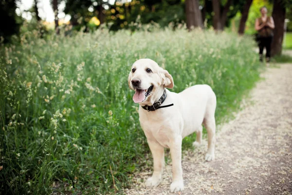 Hermoso perro para un paseo en el parque corre — Foto de Stock