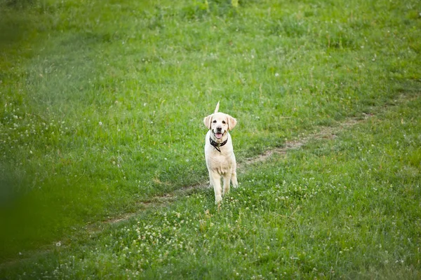 Красивая собака для прогулки по парку бегает — стоковое фото